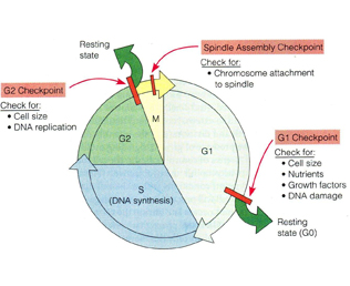 細(xì)胞周期實驗服務(wù)