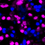 細(xì)胞增殖實驗服務(wù)