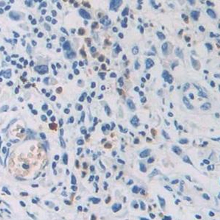 細(xì)胞粘附實驗服務(wù)